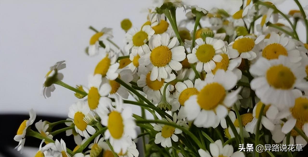 洋甘菊花骨朵,洋甘菊花语逆境生长