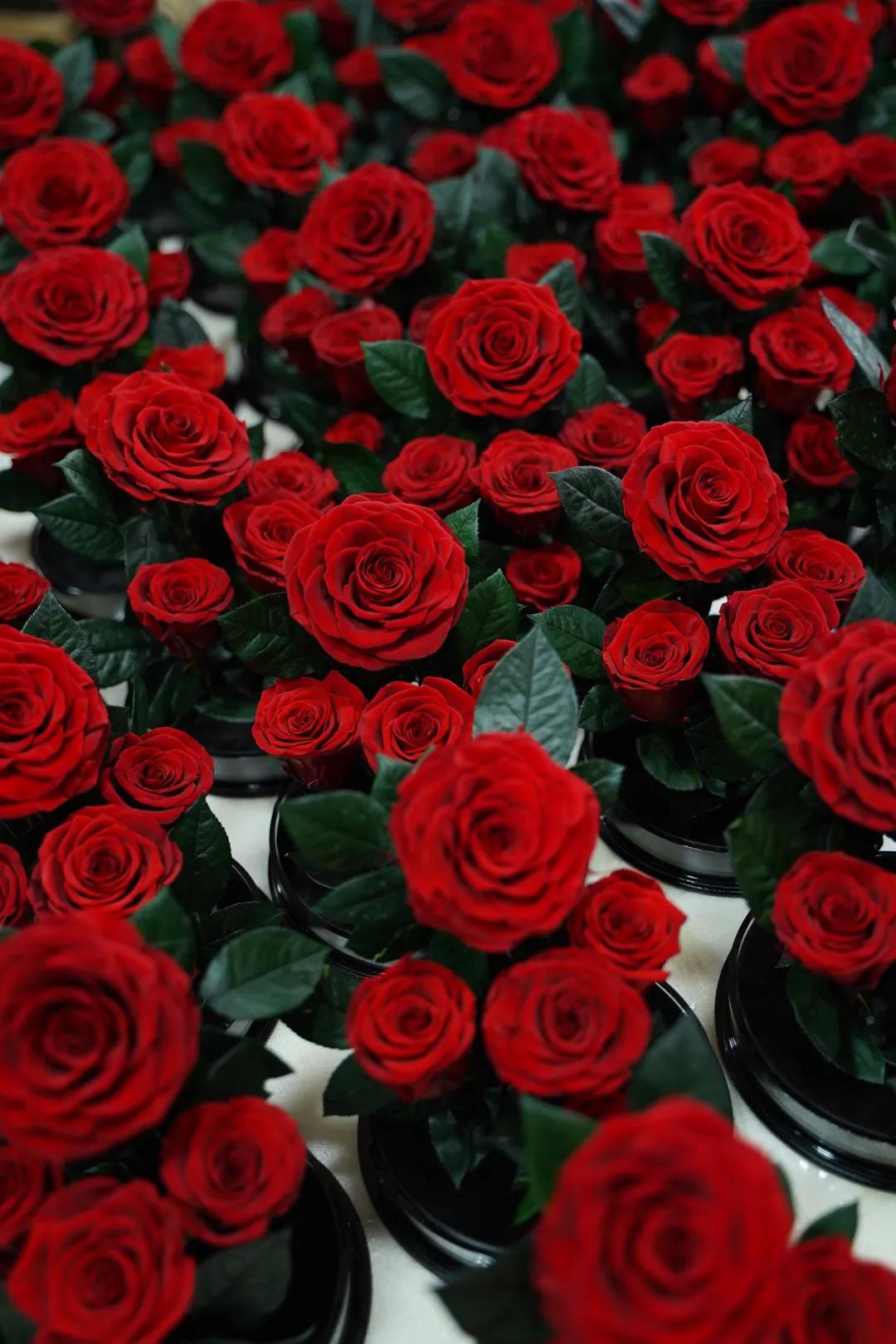 永生花定制义乌,永生花定制的从哪找