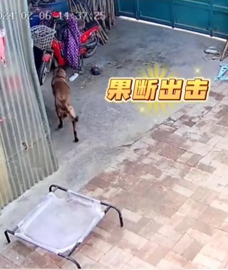 火灾应急救援方法,火灾中犬救主人