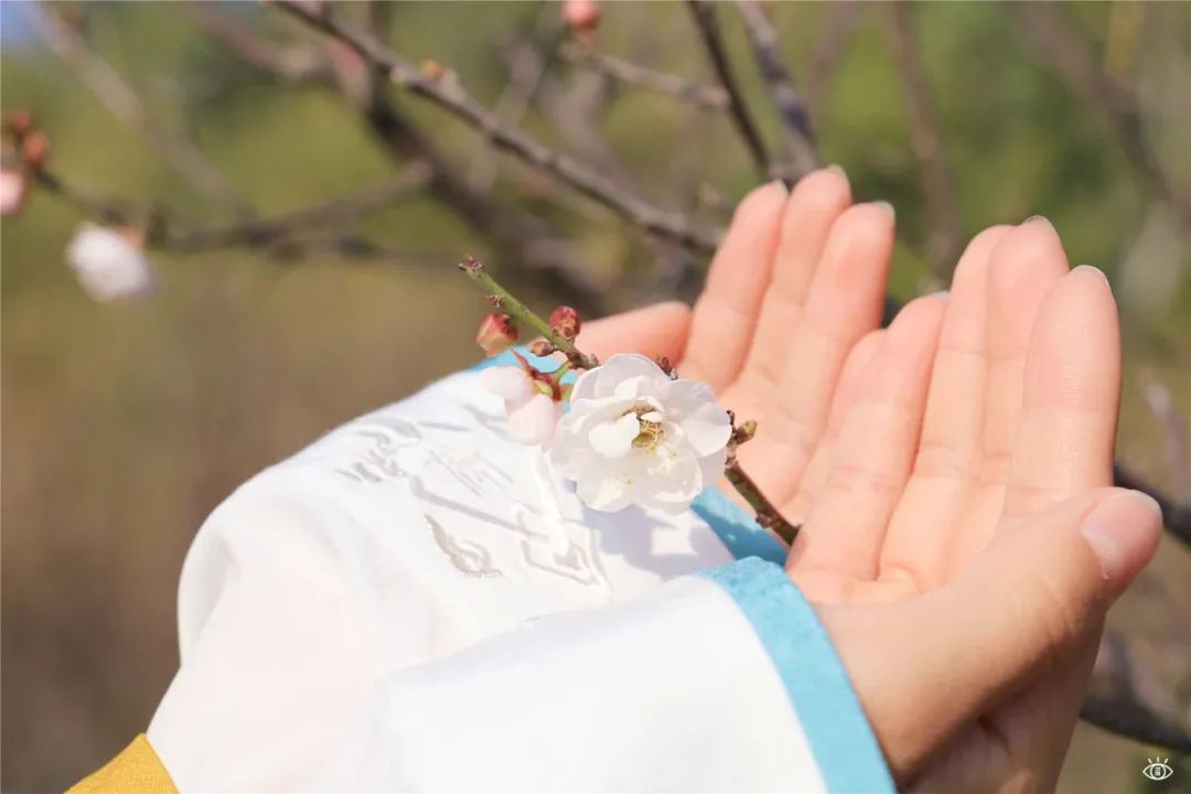 深圳3月14个赏花胜地全部免费,深圳清明节踏青赏花好去处