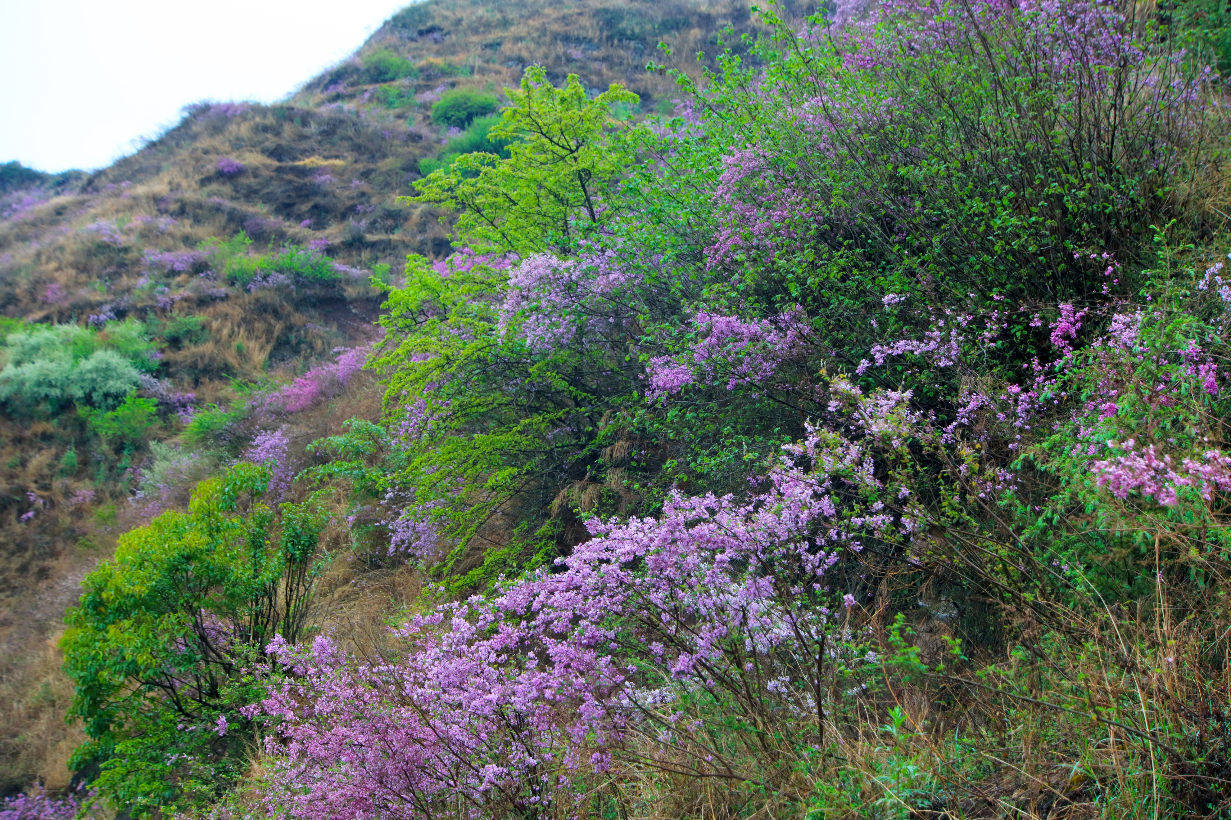 最美五四青年节的图片,五四青年节祝福动图表情