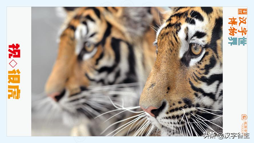 虎年带虎的成语,搜集有关虎年的成语十则