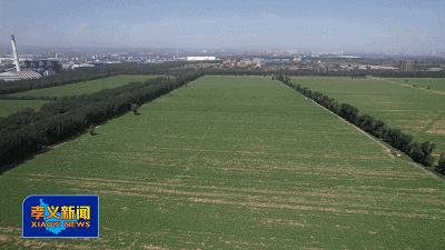 中国牛蒡种植基地,浙江东阳牛蒡种植