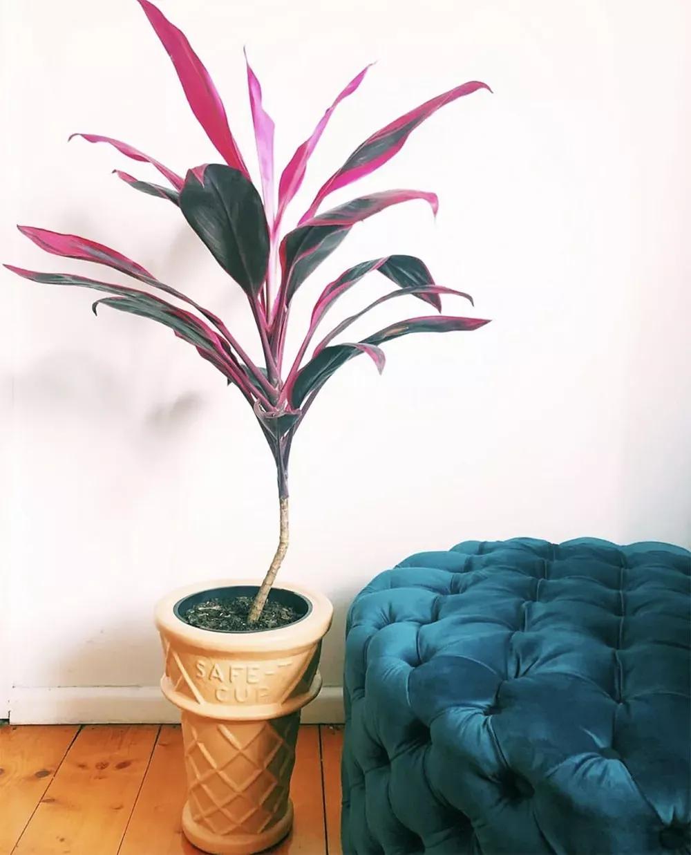 客厅实用盆栽植物有哪些,客厅一般放什么植物盆栽比较好