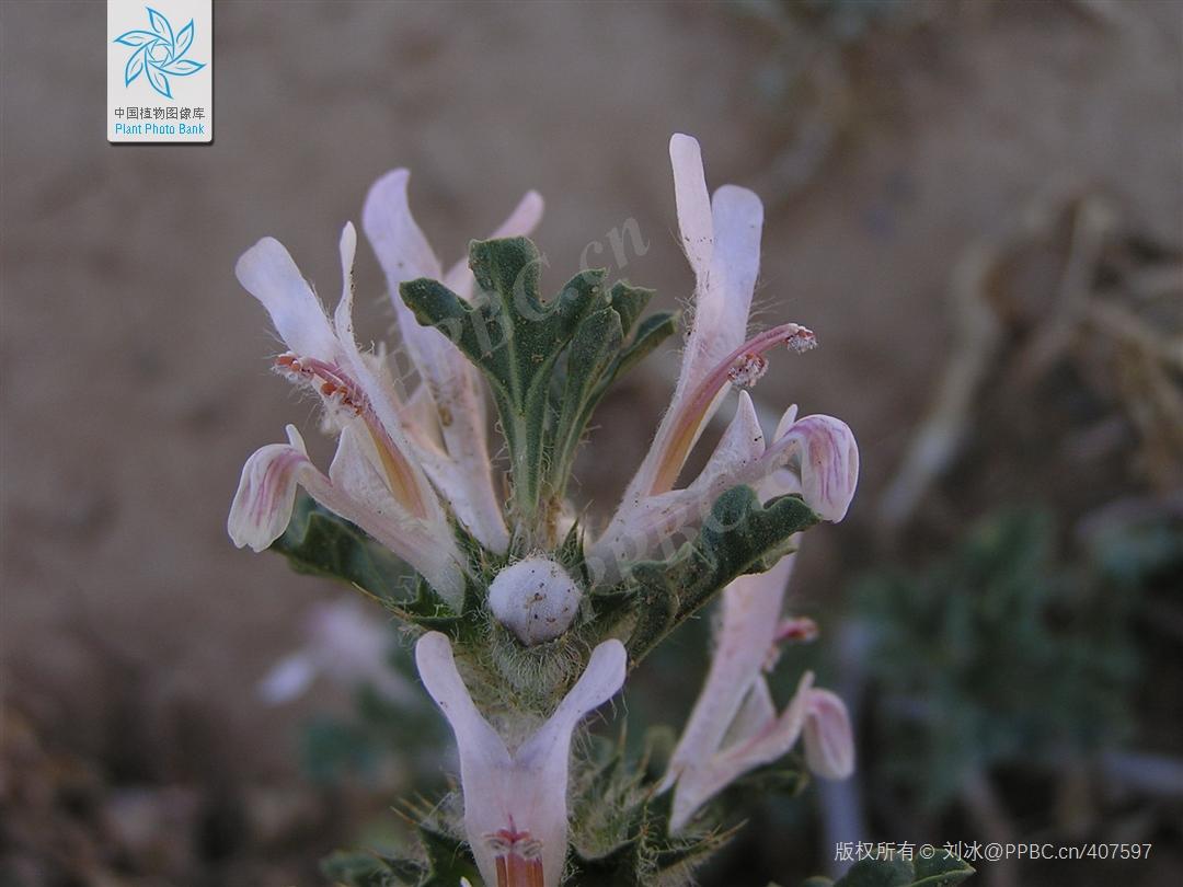 Nice兔meetyou,“属兔”的植物你知道多少?