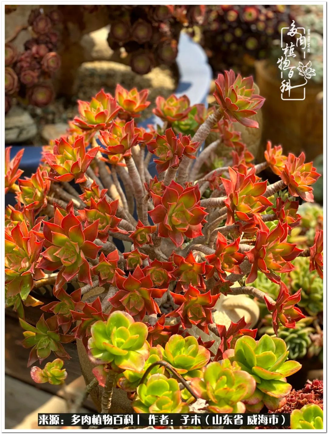 法师多肉成长史,法师多肉新手教程