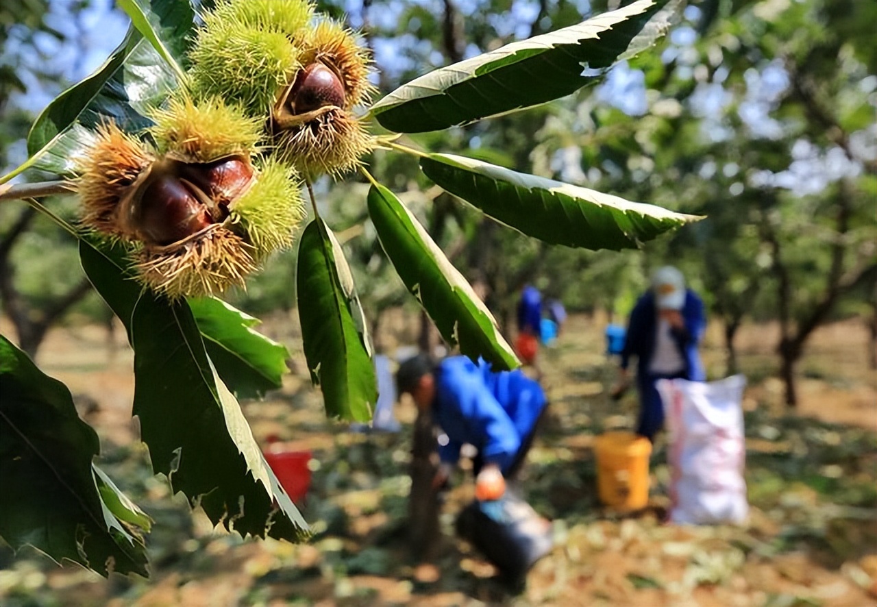 农民丰收节,玉田农民丰收节