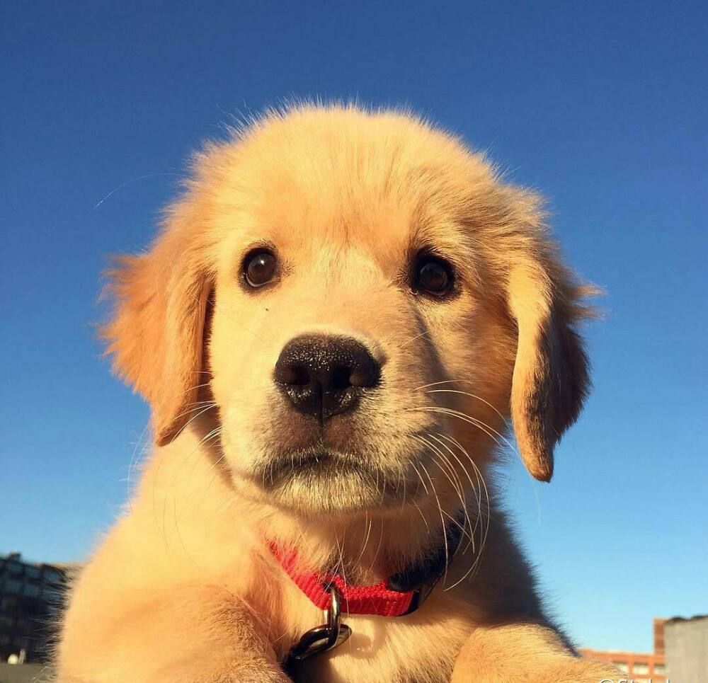 金毛犬最近吐怎么回事,金毛犬拉肚子呕吐怎么了