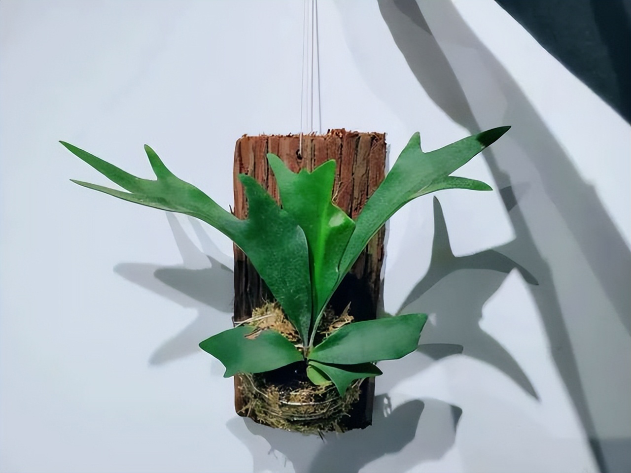 好养的喜阴花有哪些室内,最适宜室内养殖喜阴的花