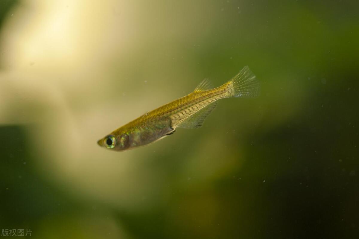 长江鱼类数量增多,长江鱼类目前现状