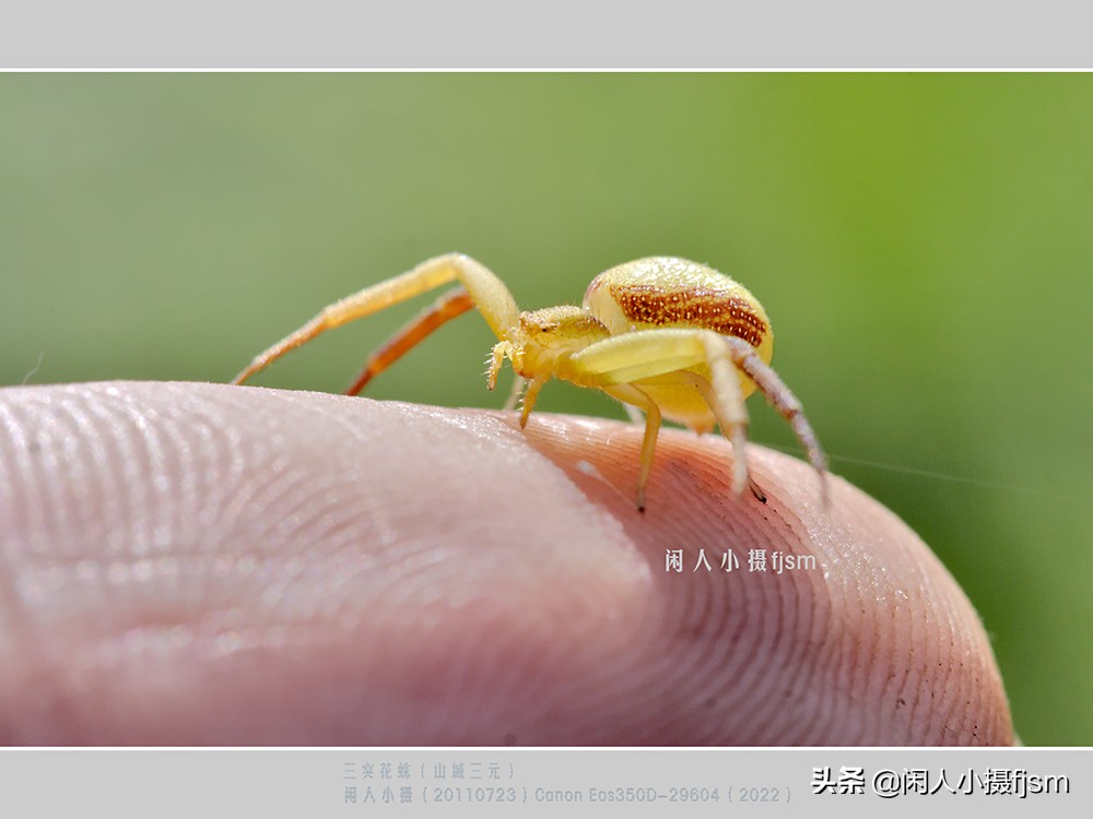 近距离拍摄昆虫小动物,常见昆虫微距摄影活动