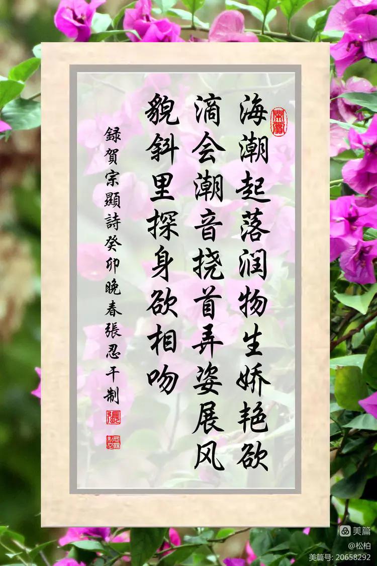 【松柏】（十四）潜情三角梅