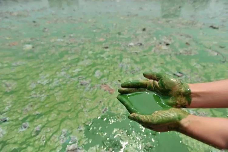 虾塘蓝藻处理方法,虾塘蓝藻处理的最好办法