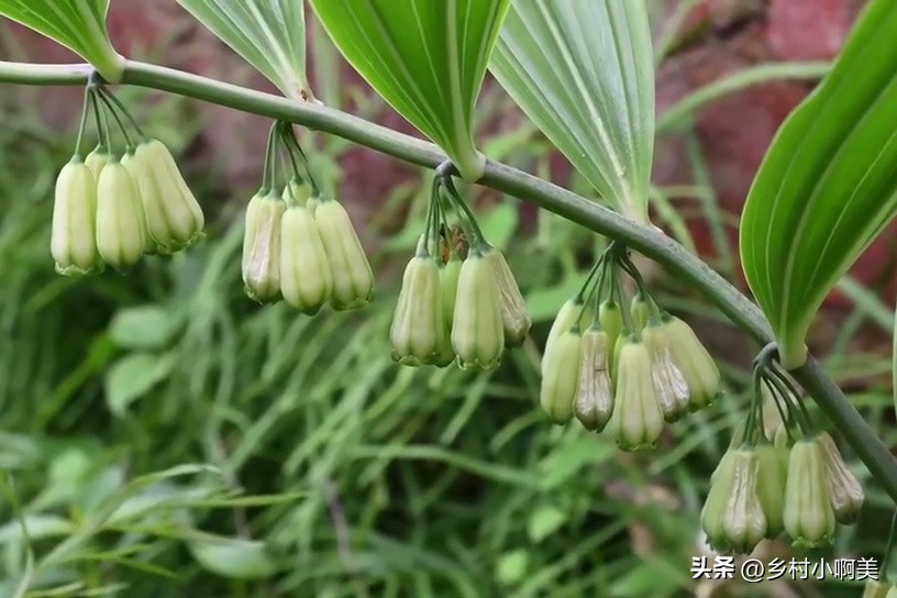 俗称小人参的植物煲汤,鸡头参有什么疗效