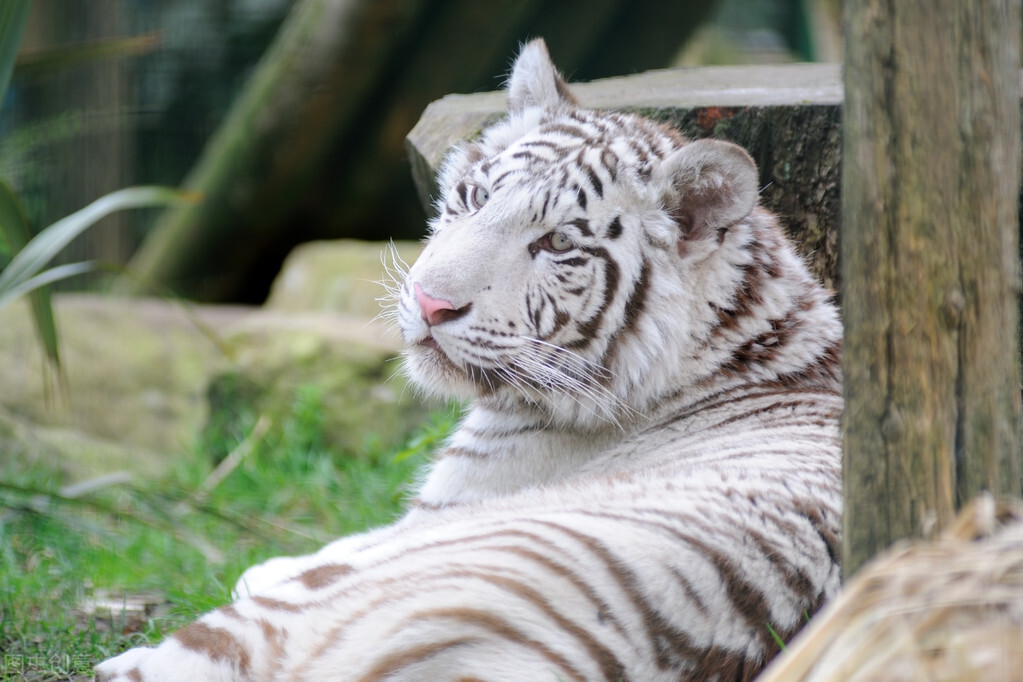 惊蛰春雷惊万物下一句是什么,惊蛰春雷一响惊百虫