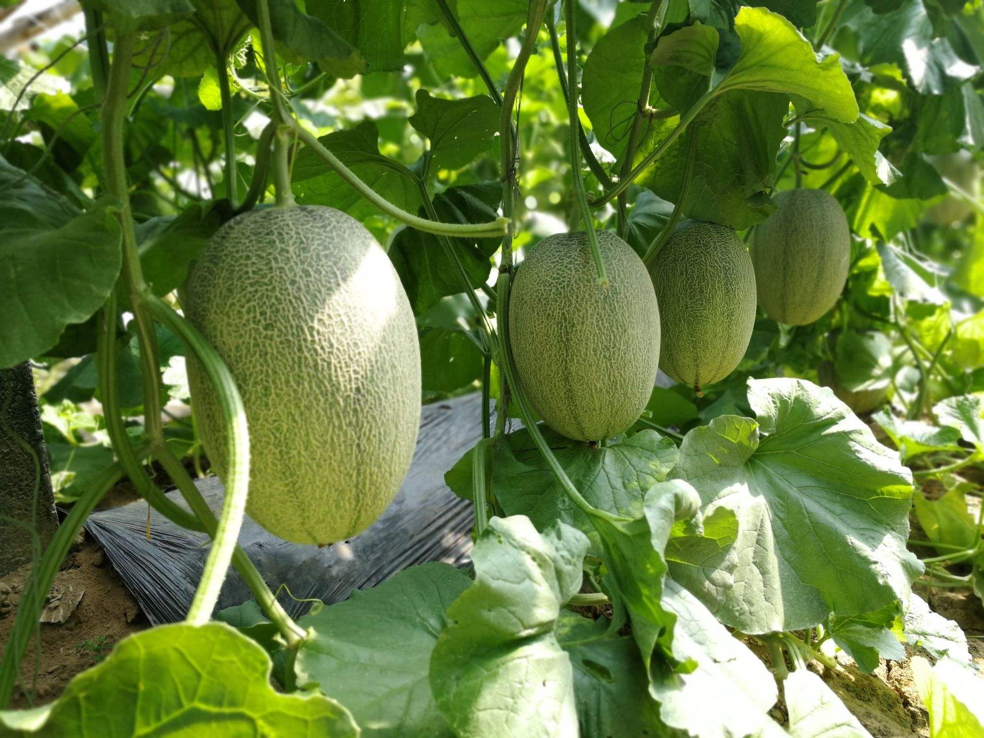 新疆水果中哪些水果最好吃最有名,两种新疆的特色水果