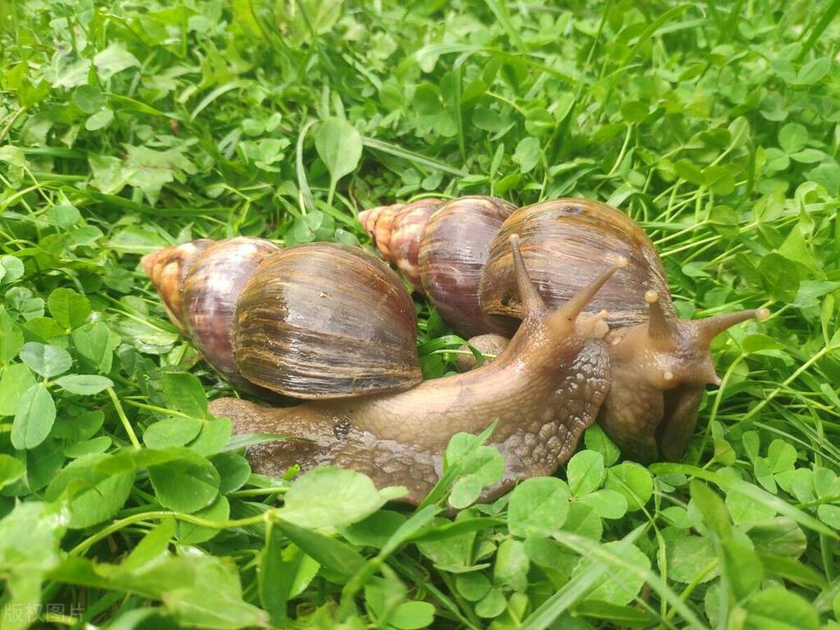 非洲大蜗牛为什么不能用手摸?它有“毒王”之称,身藏上百寄生虫