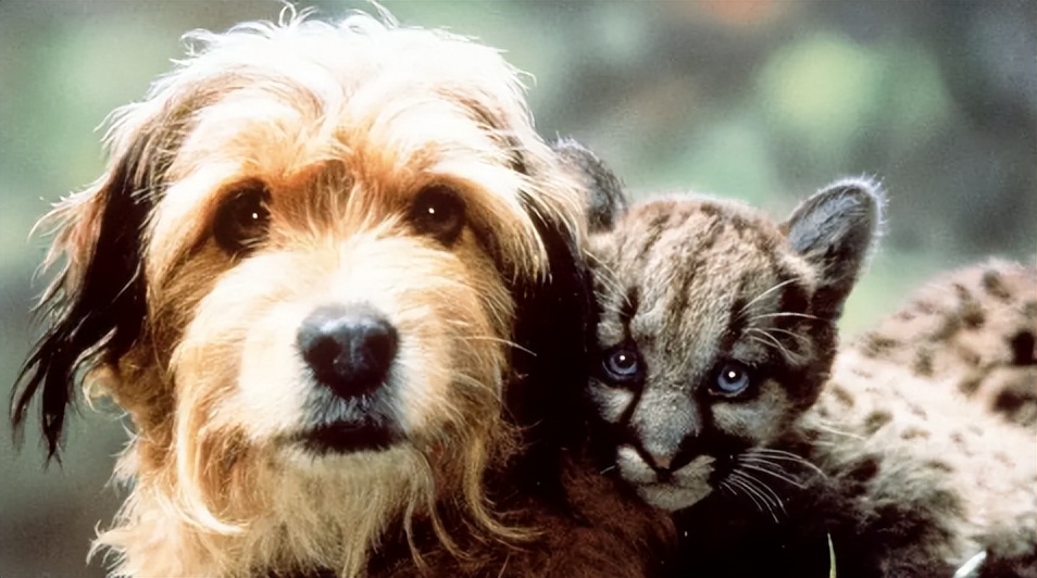 电影丛林赤子心影评,电影中的丛林赤子心