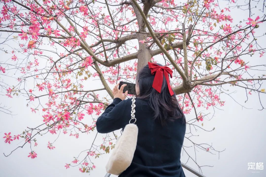 凤凰山绿道开放时间,凤凰山绿道全长多少公里