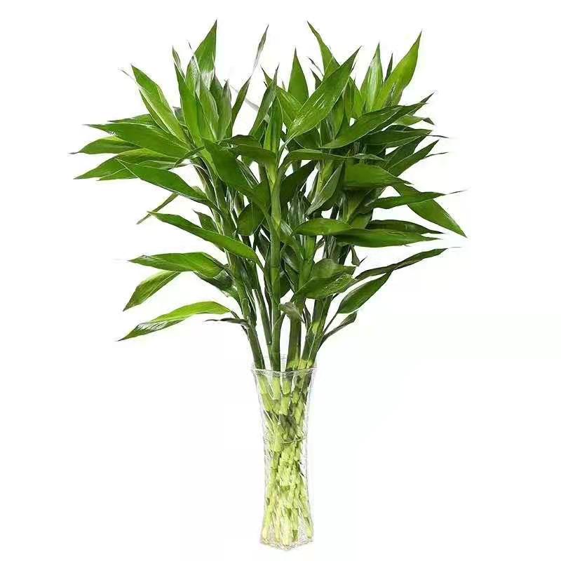 刚买的富贵竹怎么养容易生根,富贵竹怎么养能快速生根不黄叶