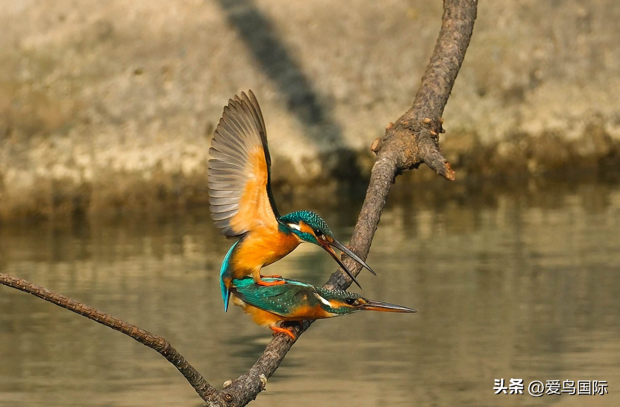 富士xh2s必备镜头,富士x-h2s配人像镜头