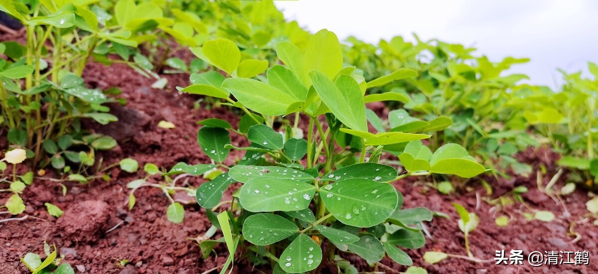 种花生为什么用水泥做肥料,用水泥来种花生有什么作用