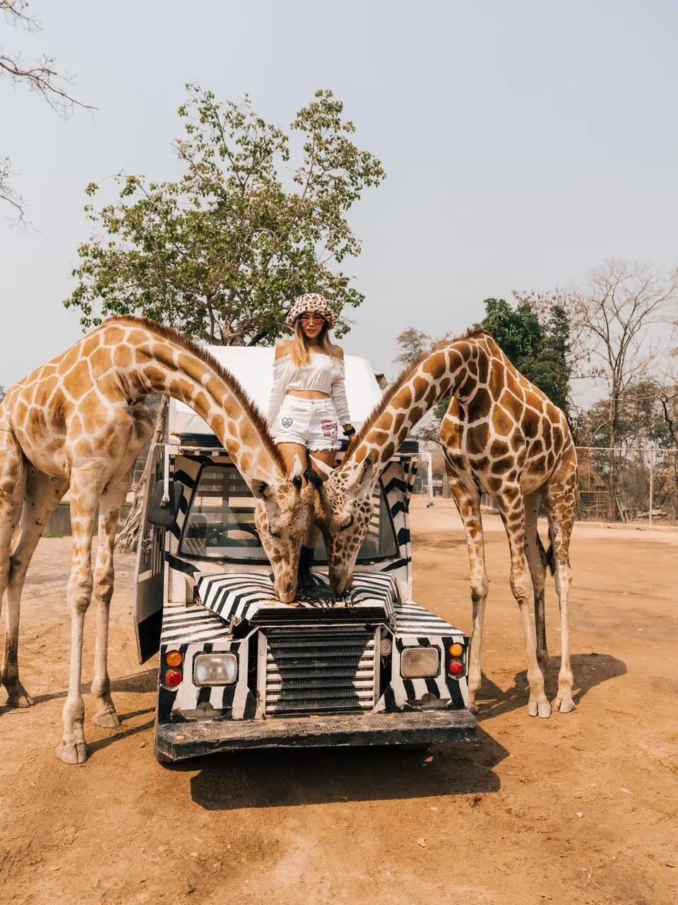 泰国曼谷旅游必去十大景区,泰国野生动物园亲子游