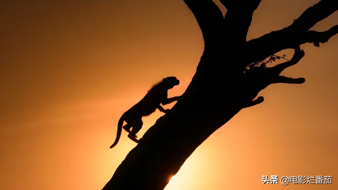 女性成长必看的高分纪录片,5部女孩子必看神级纪录片