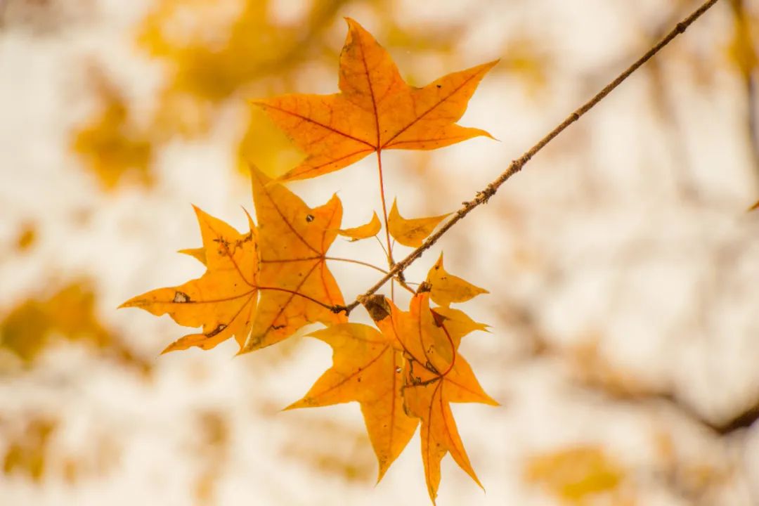一月到十二月的雅称大全,12个月雅称有哪些