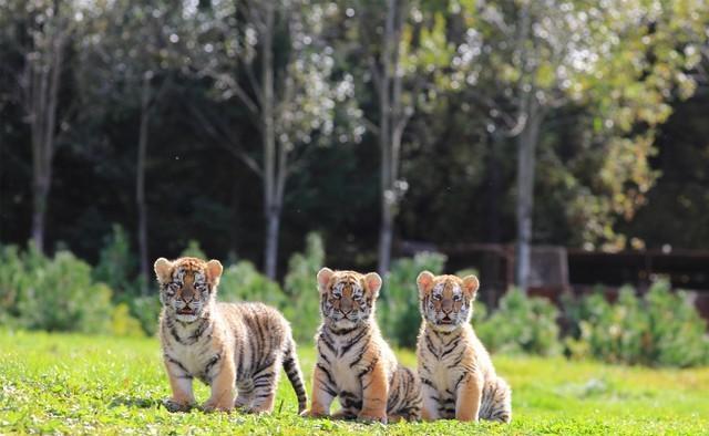 美国冷知识亚拉巴马,美国冷知识完整版