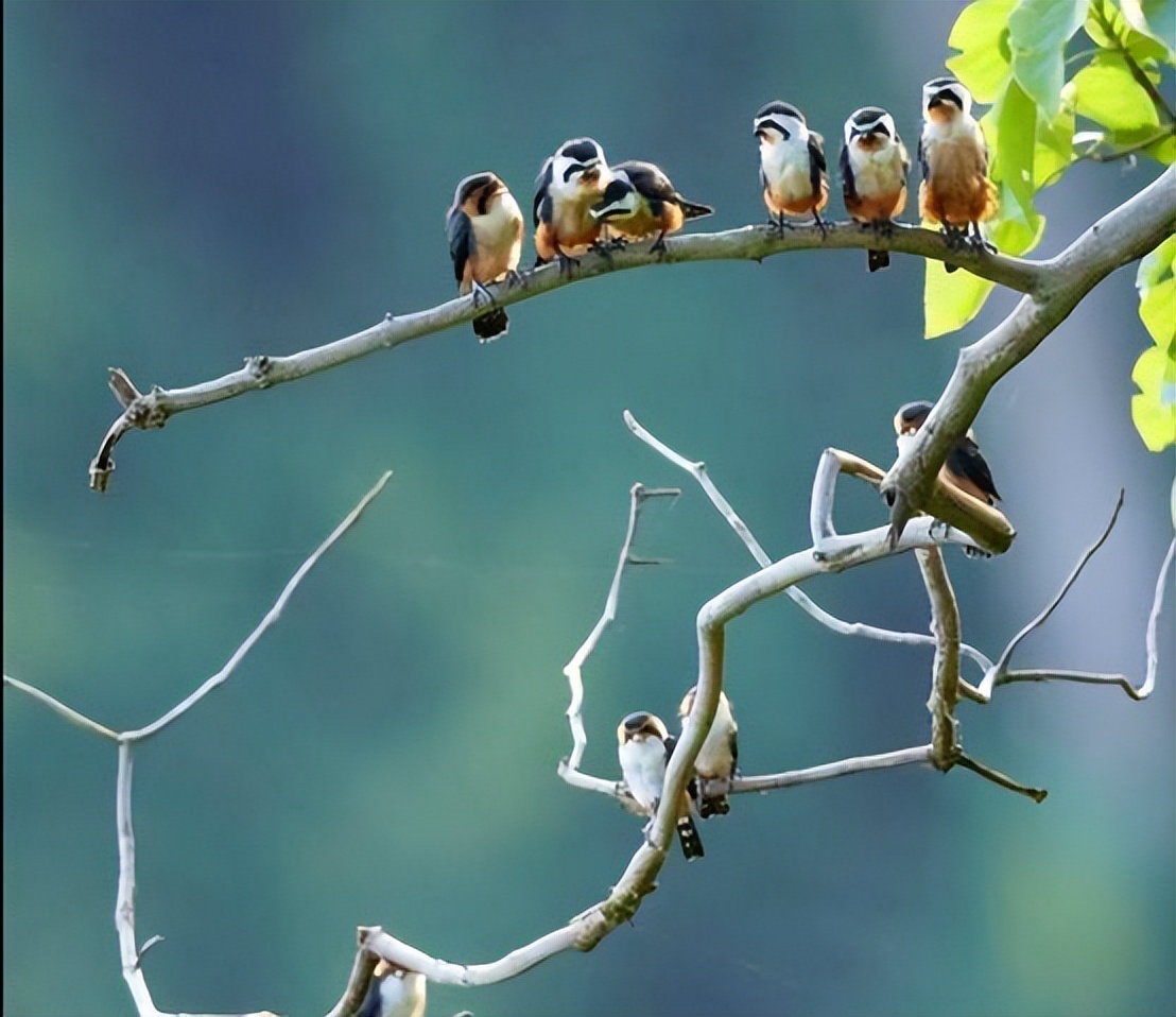 云南有红腿小隼吗,隼是不是最厉害的鸟