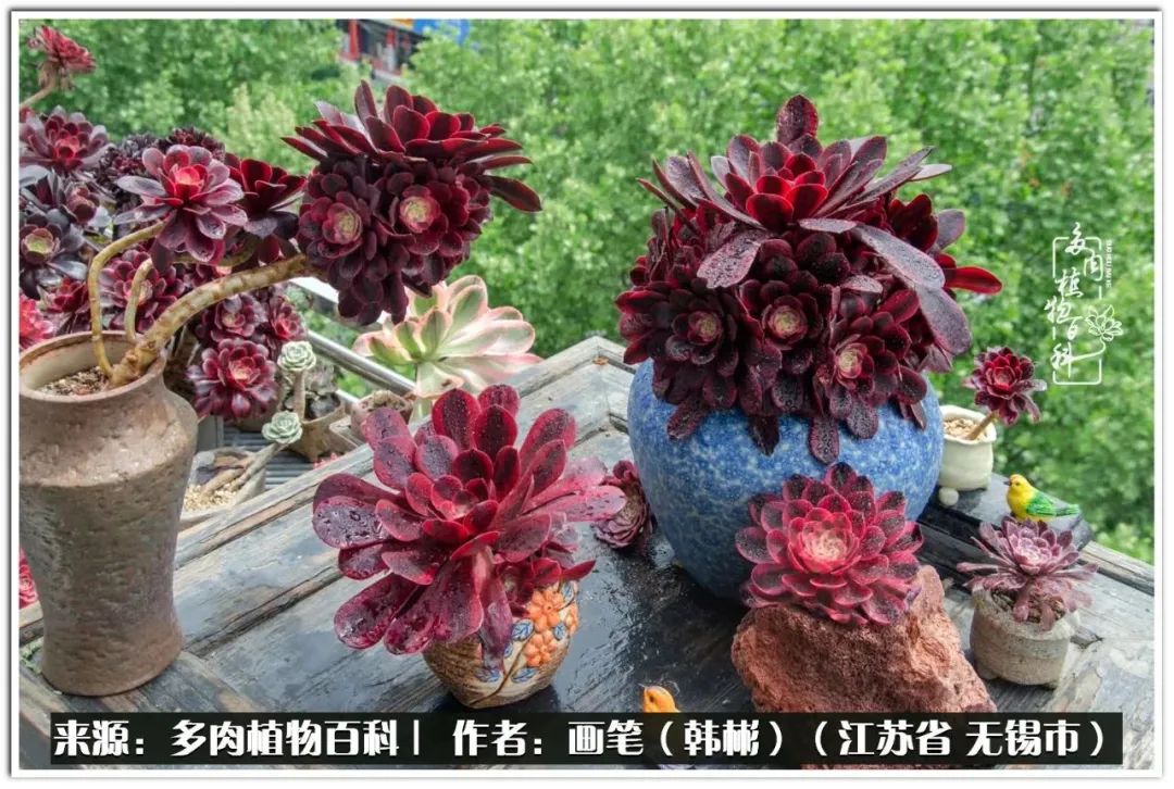 盆景多肉常遇到的问题,多肉盆景无穷小