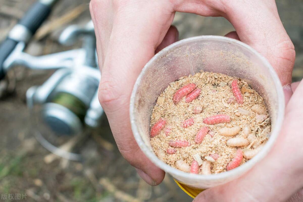 丸九饵料为什么不能揉打,丸九饵料为什么好用