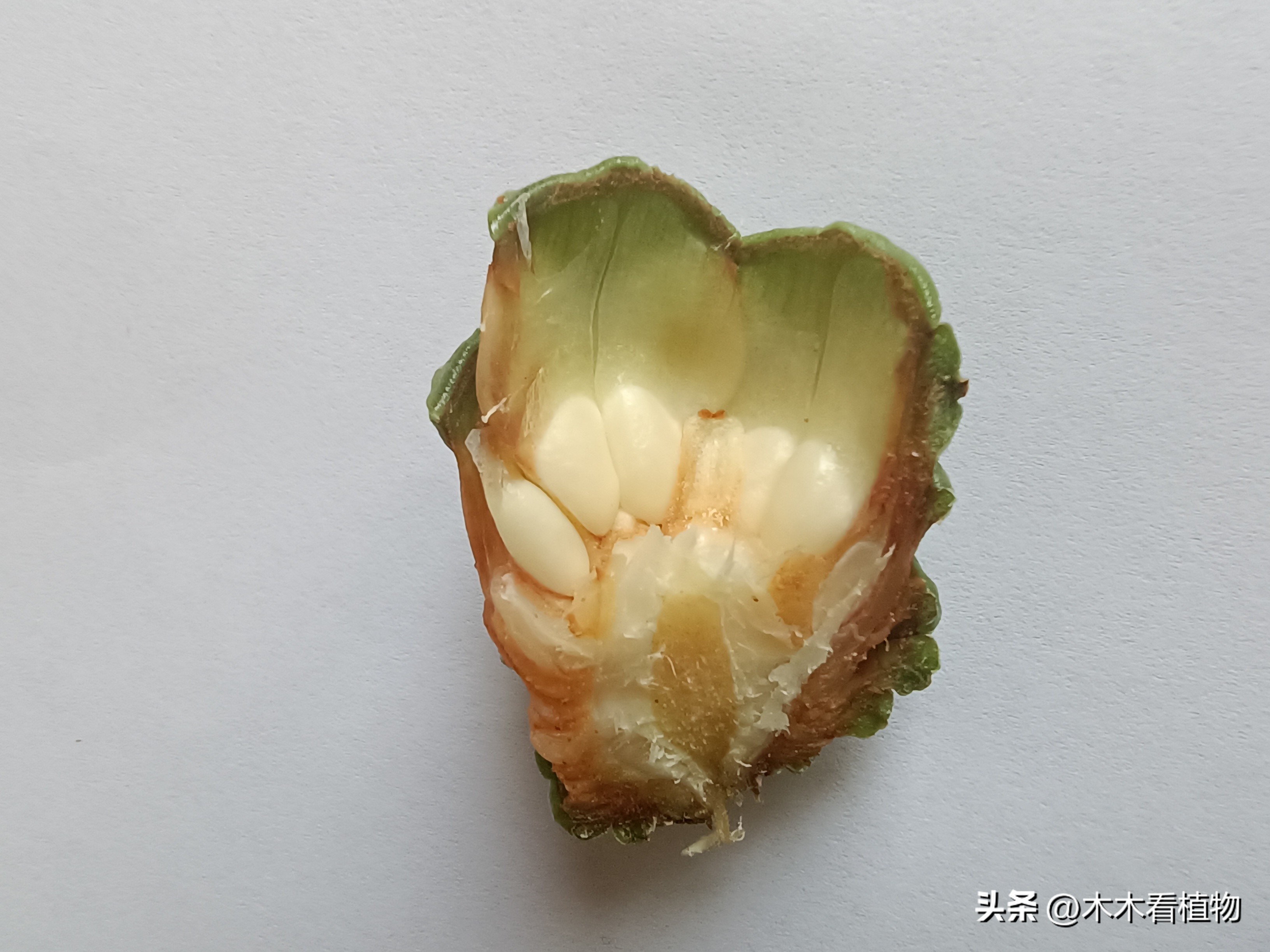 一颗迷人的松果,美丽松果