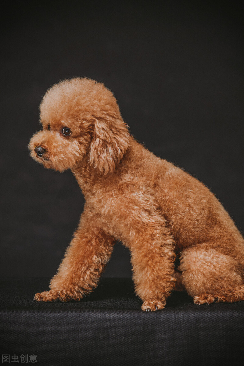 为什么不建议养公的泰迪,公泰迪为什么没有母泰迪听话