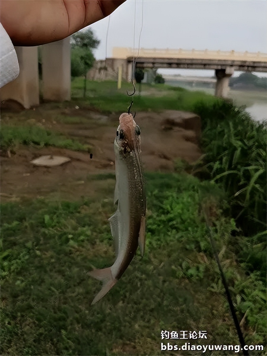崇明北横引河水深,北横引河能钓鱼吗