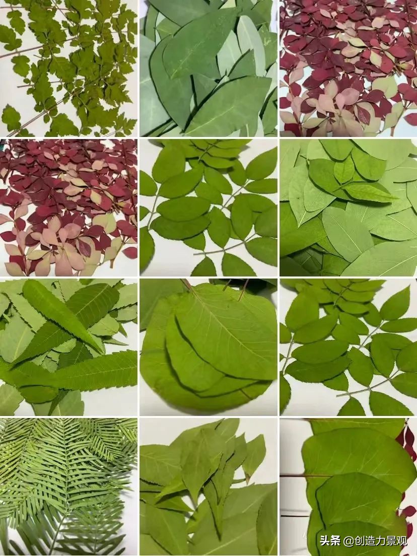 一花一草一世界原创花草,一花一草一世界赏花享受最好时光