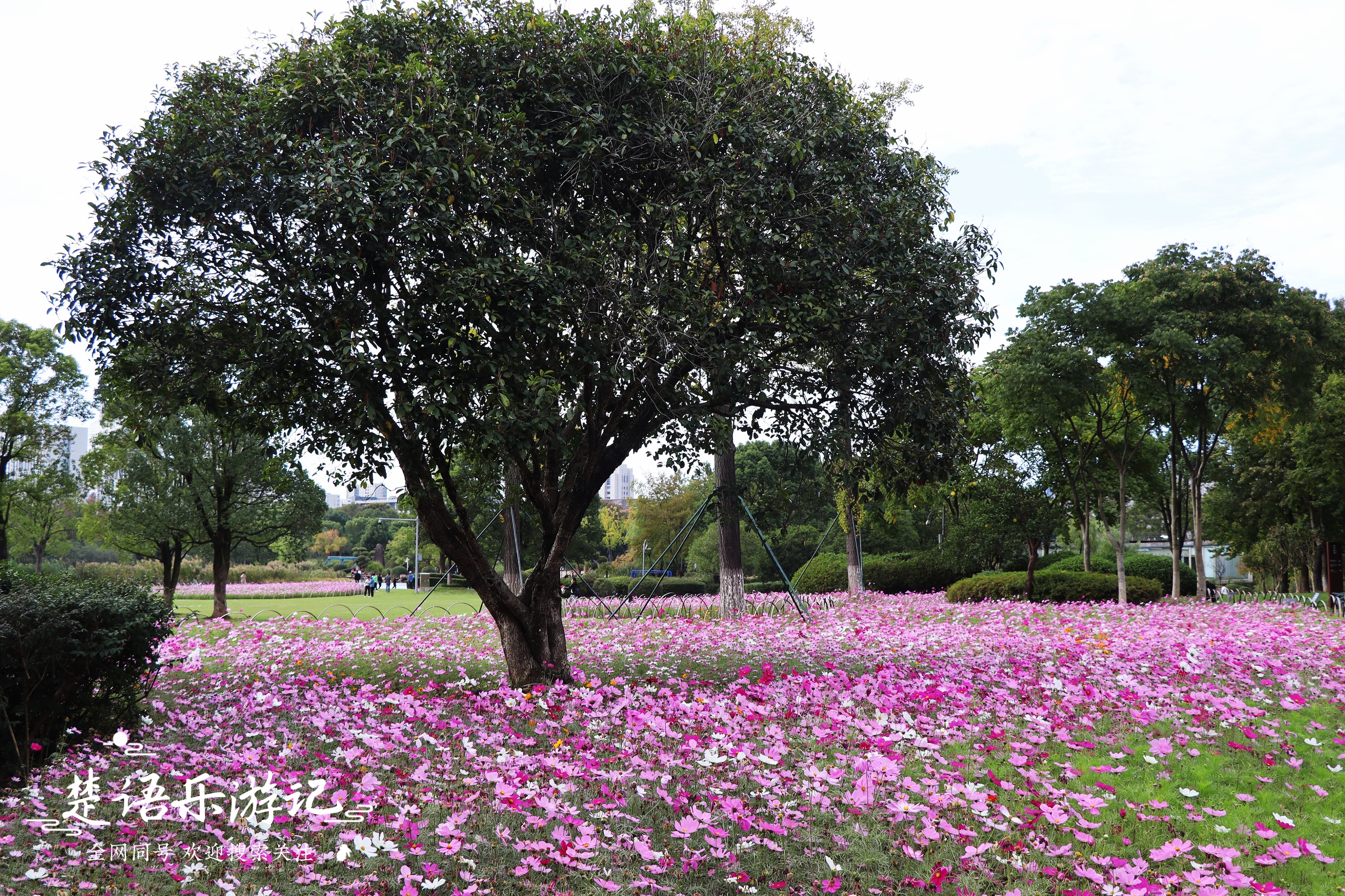 宁波最浪漫的粉黛花海,宁波油菜花海景区