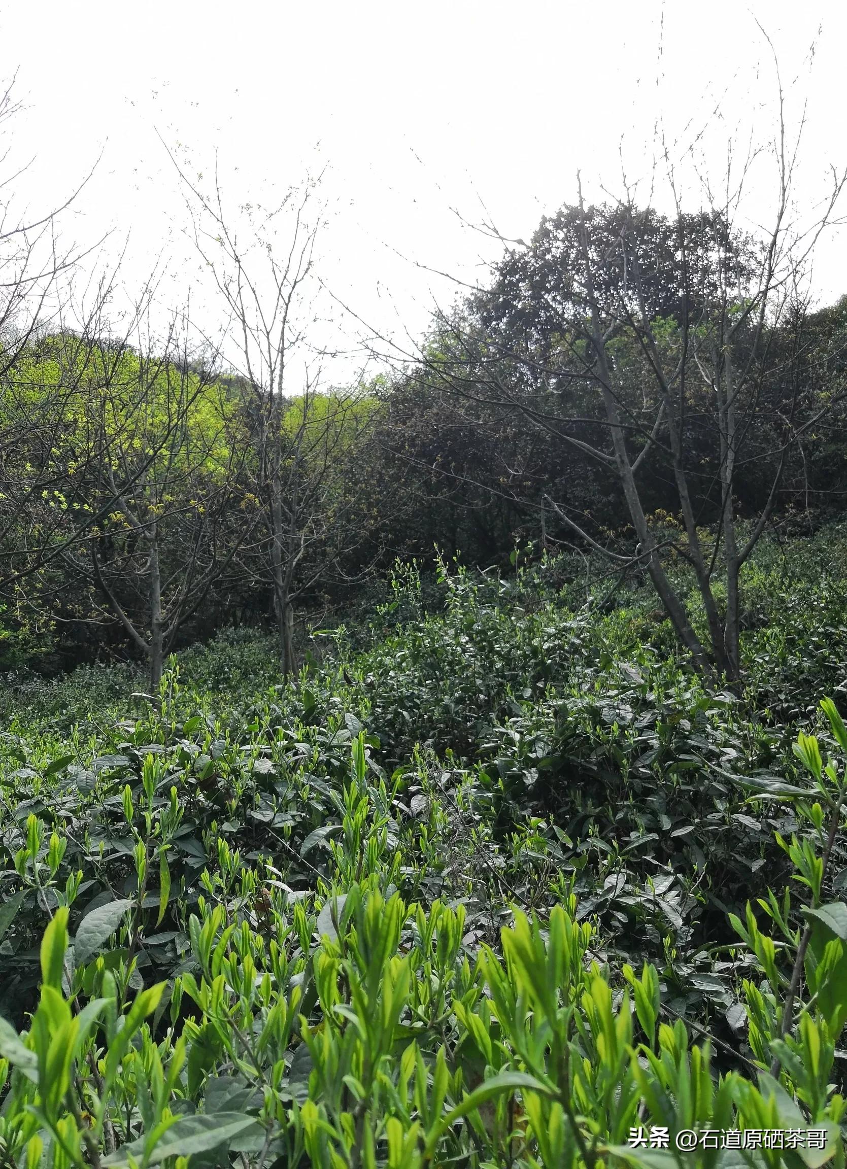 怎么看野茶,野茶好喝还是种植茶好喝