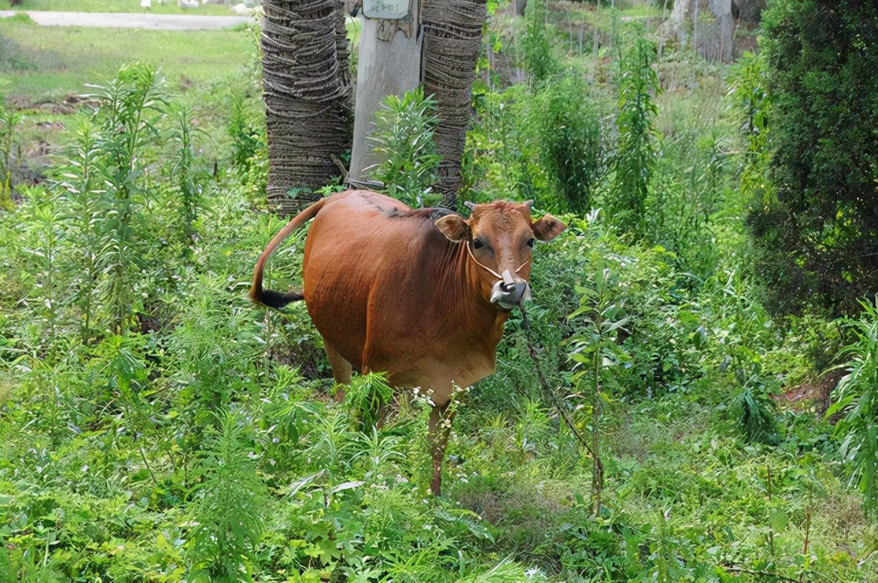 七副对仗工整的极品对联,3副不出名却文采飞扬的极品对联