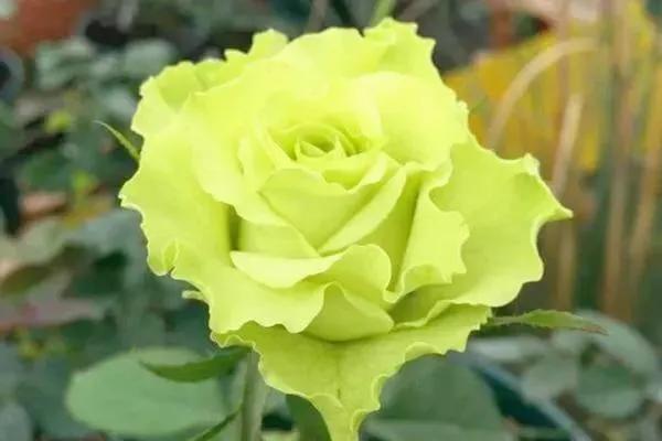 我爱月季花完整版,我爱月季花300字作文