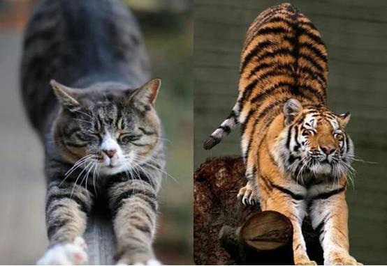 假如猫咪和老虎体型一样,老虎和猫谁是猫科动物的真正克星