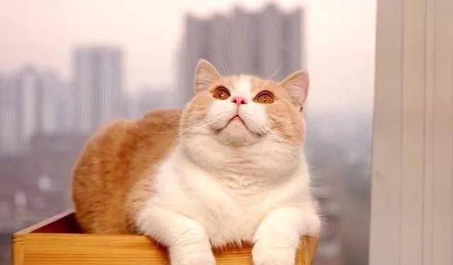 英短猫多少钱一只银渐层,英短猫多少钱一只邢台