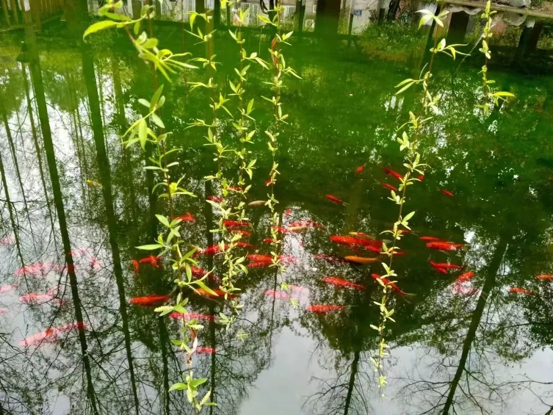 成都市金牛区成都七中八一学校,成都金牛区七中八一高中