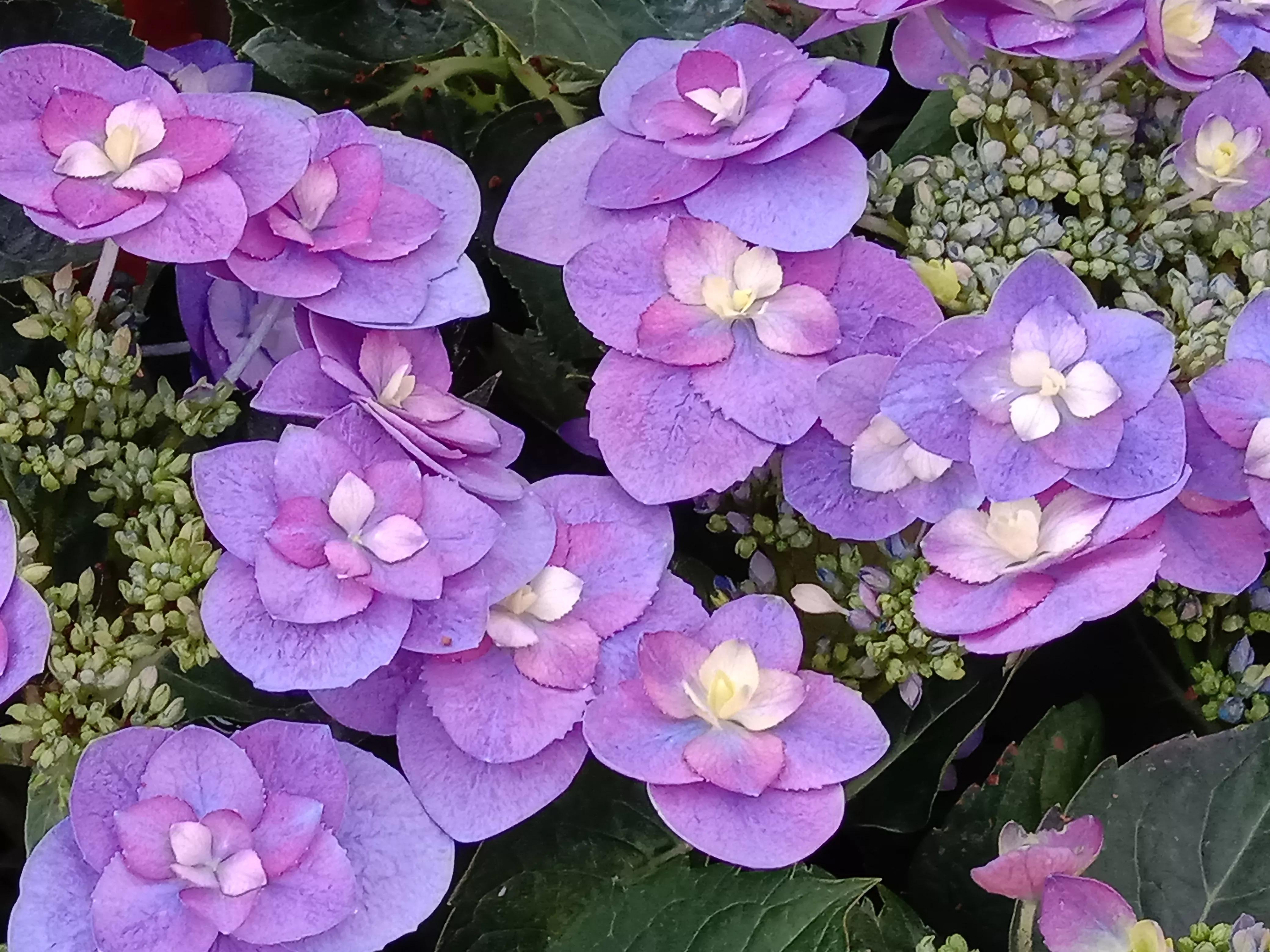 花开花香浓郁,花开花香粤语