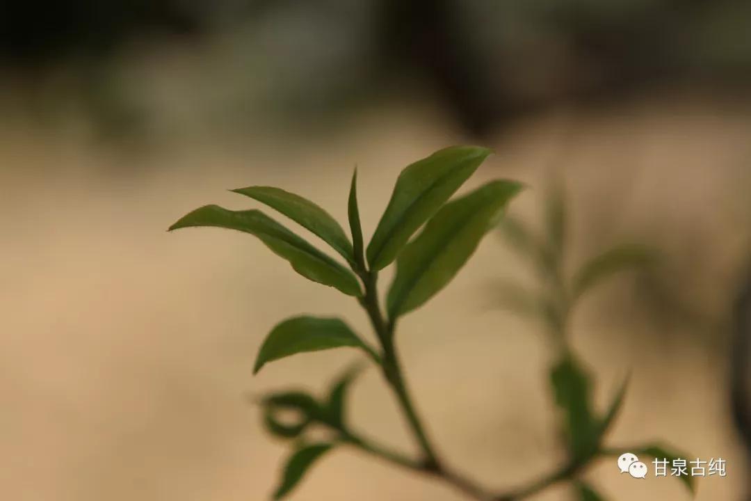 茶有五行,五行平衡茶