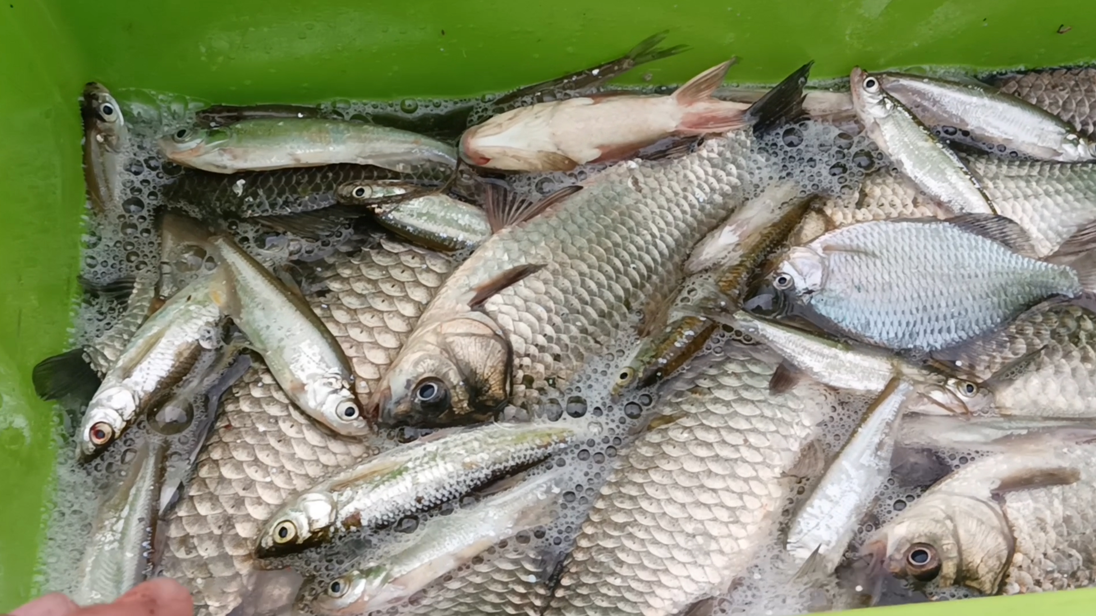 惊蛰前几天钓鱼怎么选择钓位,惊蛰夜钓鱼口大吗