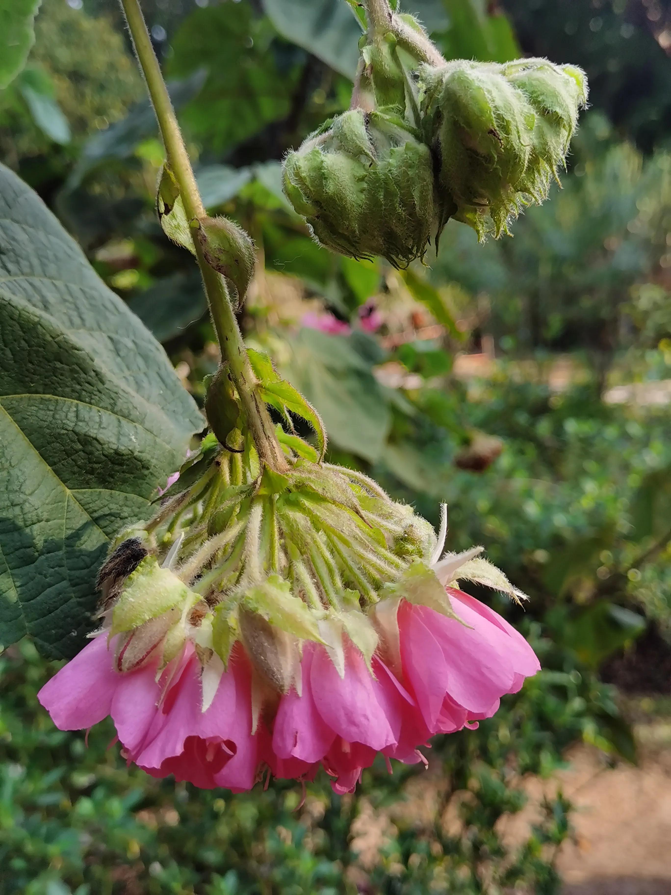 西双版纳10日行——走遍春夏秋冬，总会有人四季等你。