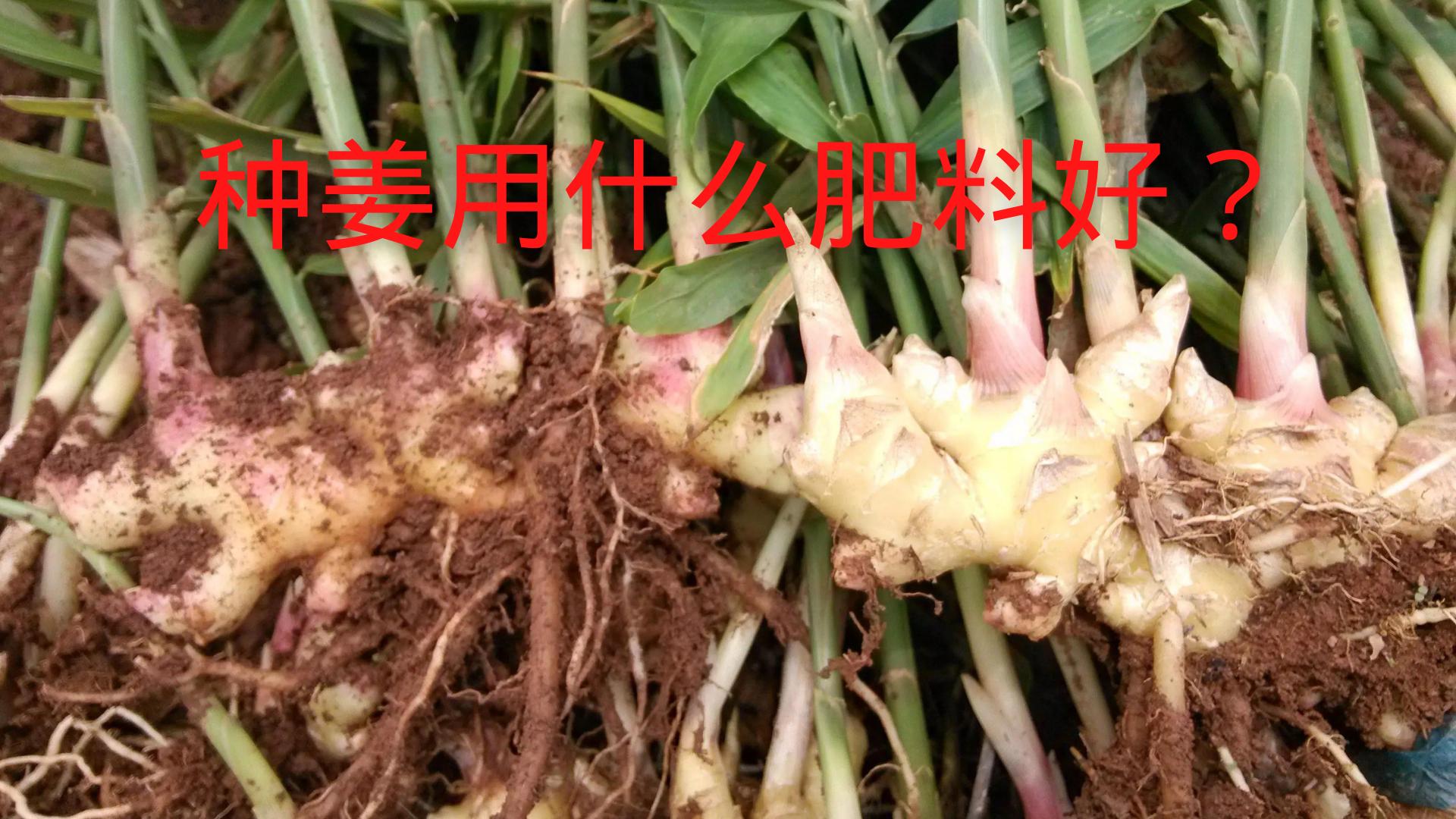 种姜第一次施什么肥料,种姜第一次施肥应注意些什么