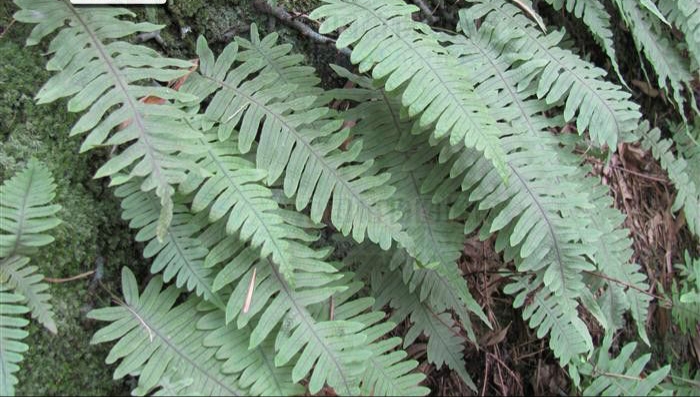 水龙骨和什么植物像,水龙骨根的图片